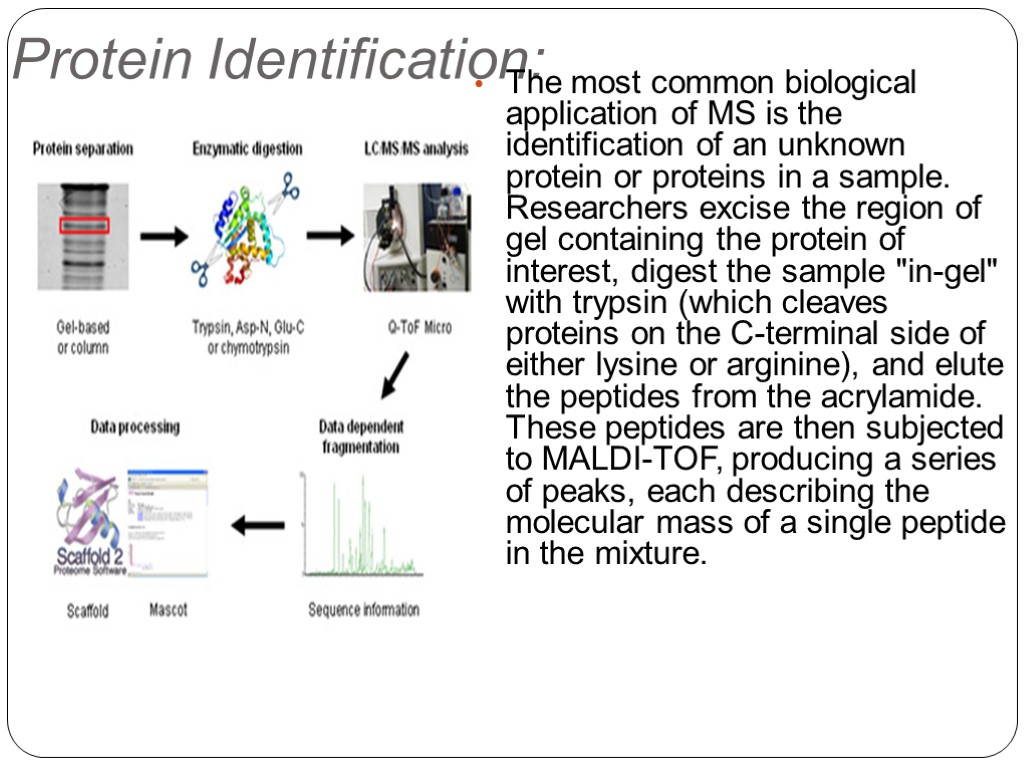 Protein Identification: The most common biological application of MS is the identification of an